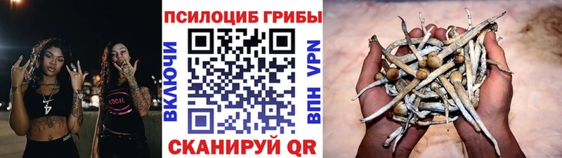 Псилоцибиновые грибы Psilocybine cubensis  Богданович 