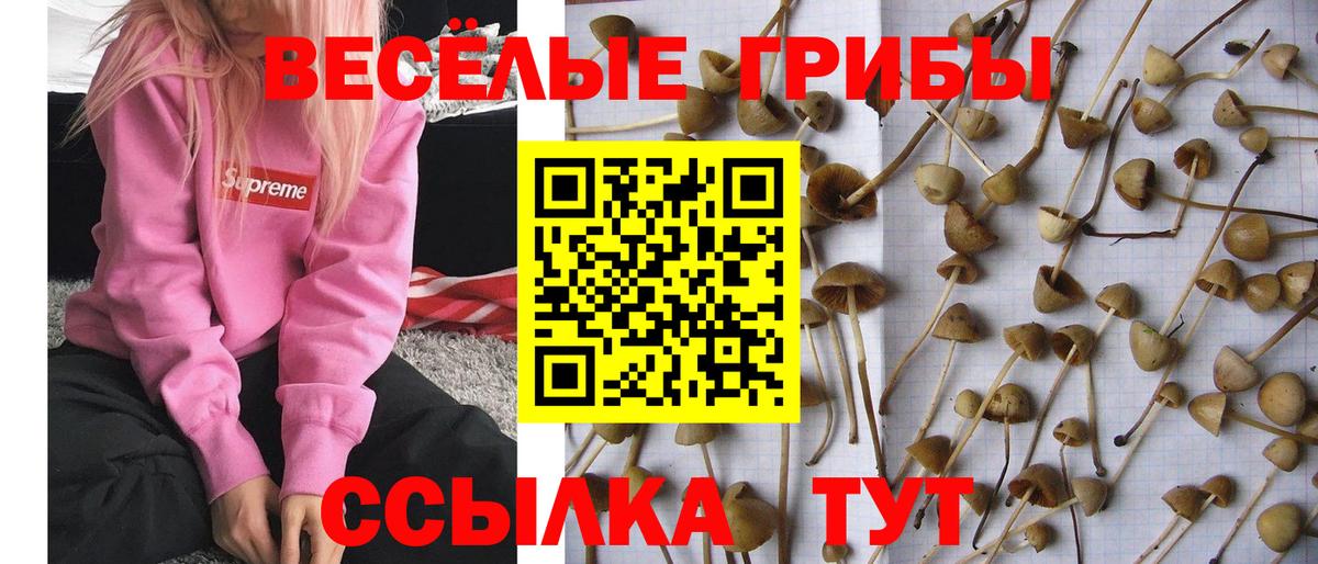 Галлюциногенные грибы ЛСД Богданович